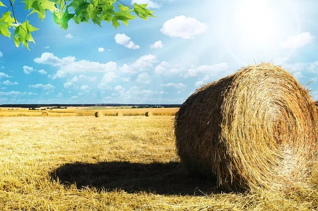f0934a3cf4f43dc6225915773a883da6fa484590 Bisher gibt es weniger als 1% Bio-Farmen in den USA (Bild pixabay)