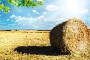 Bisher gibt es weniger als 1% Bio-Farmen in den USA (Bild pixabay)