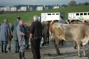 Zur Schlachtung eines trächtigen Tieres wird unter anderem ein tierärztliches Attest benötigt. Auch soll die Trächtigkeitsuntersuchung im Schlachtbetrieb vereinheitlicht werden.