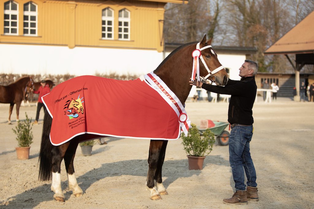 Nexus ist unangefochtener Champion der diesjährigen Freiberger-Hengstkörung