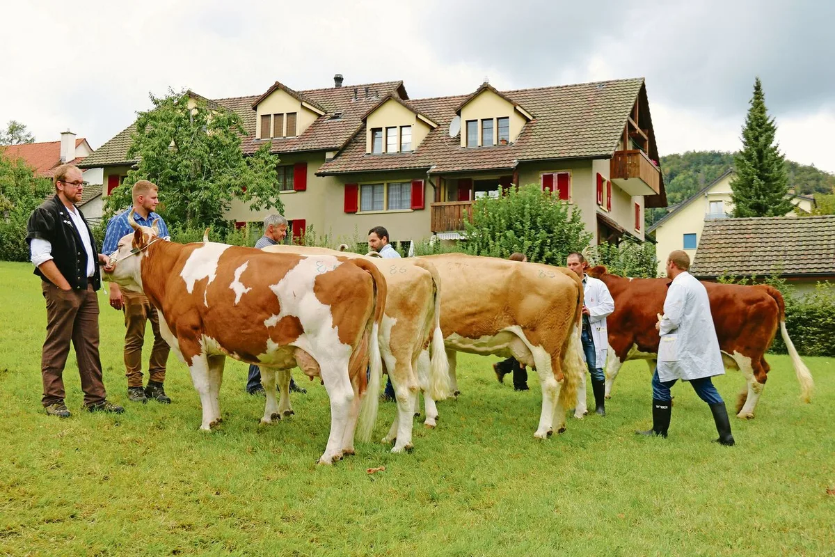 Das Baselbiet lockt mit Simmentaler Reinzucht vom Feinsten