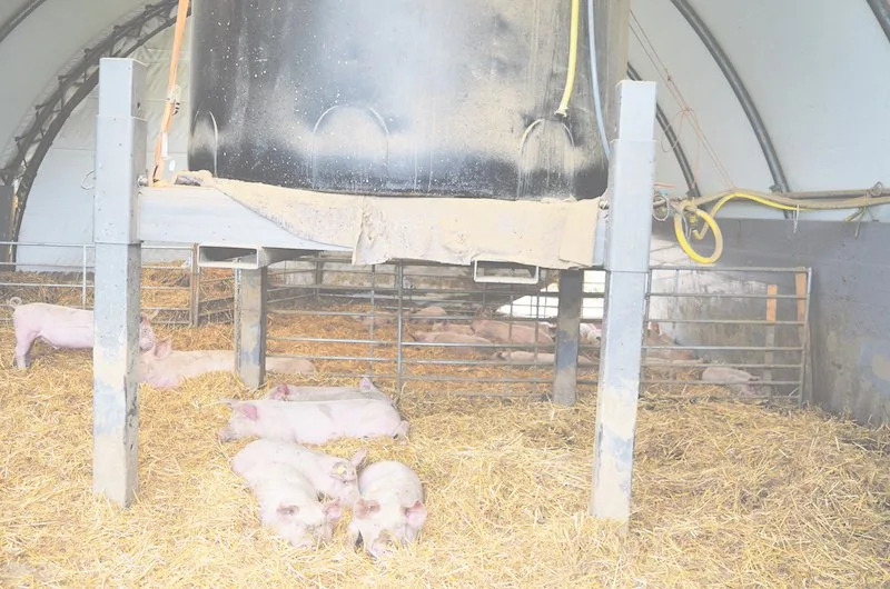 d61b5bbfb7820741430b789332b683ef6e67c7ab Bei Kälte halten sich die Silvestri Freiland Schweine gerne im Weidezelt auf. Sie halten das Zelt sauber. (Bild Isabelle Schwander)