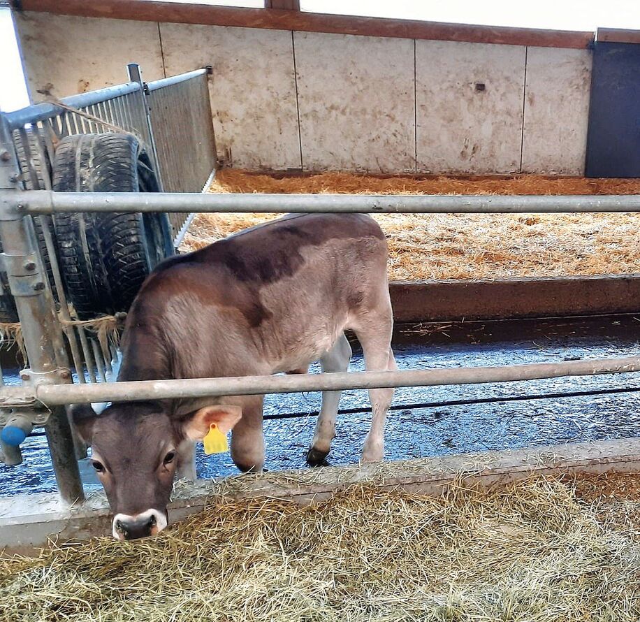 Ein Kalb steht an der Futterkrippe. Hinter ihm ist ein schwarzer Pneu an das Gitter gehängt, worin sich Pflanzenkohle befindet.
