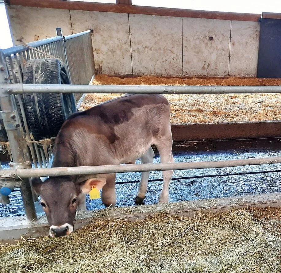 Ein Kalb steht an der Futterkrippe. Hinter ihm ist ein schwarzer Pneu an das Gitter gehängt, worin sich Pflanzenkohle befindet.