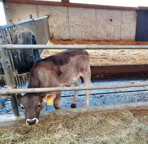 Dieses Kalb bekommt im aufgehängten Pneu, direkt hinter ihm, Pflanzenkohle vorgelegt. Diese ergänzt die übliche Ration aus der Futterkrippe.