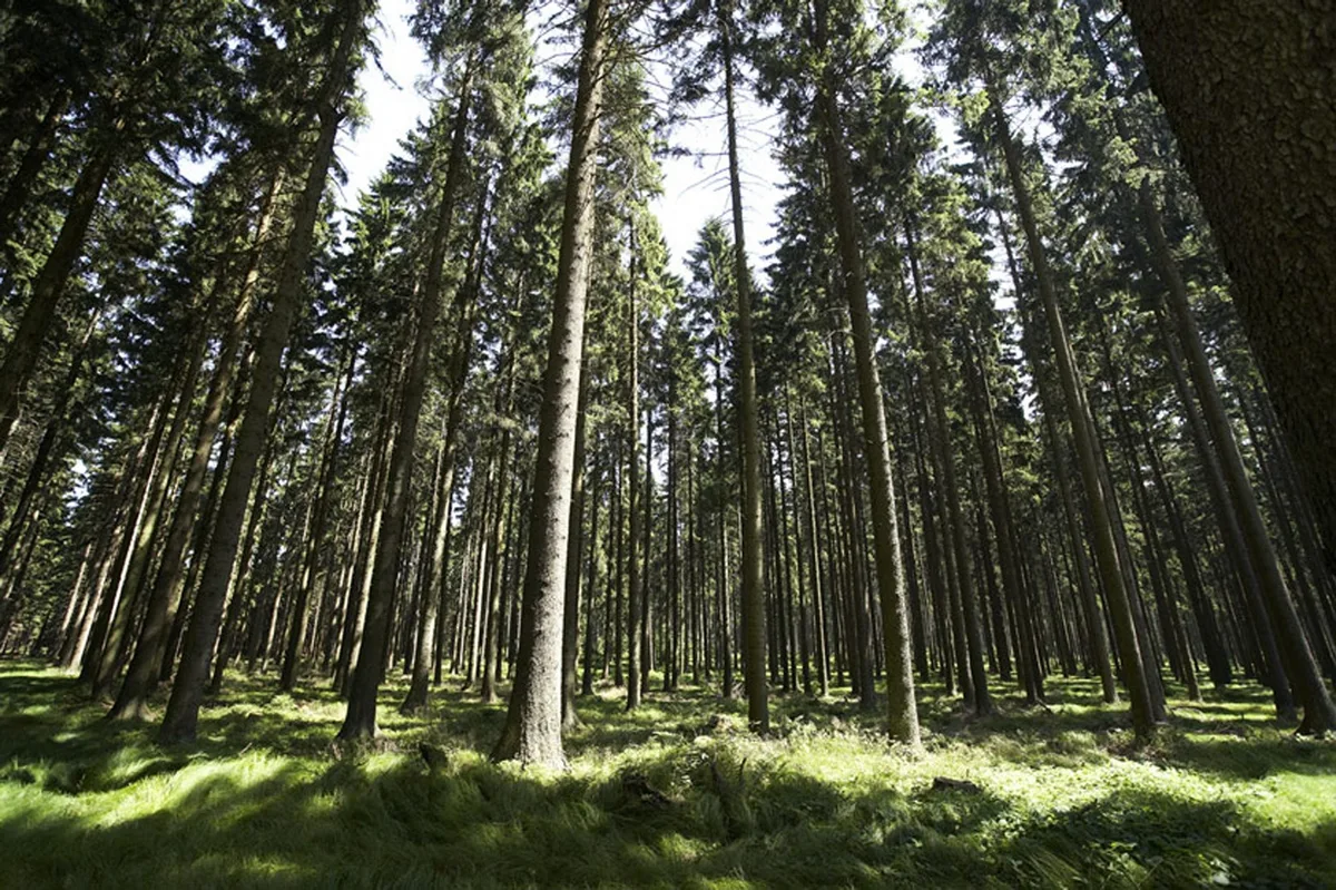 Wald Der Schweizer Wald hat wieder Wasserreserven