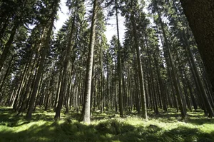 Der Wald freute sich über den vielen Niederschlag letztes Jahr und konnte sich nach den trockenen Vorjahren nachhaltig etwas erholen