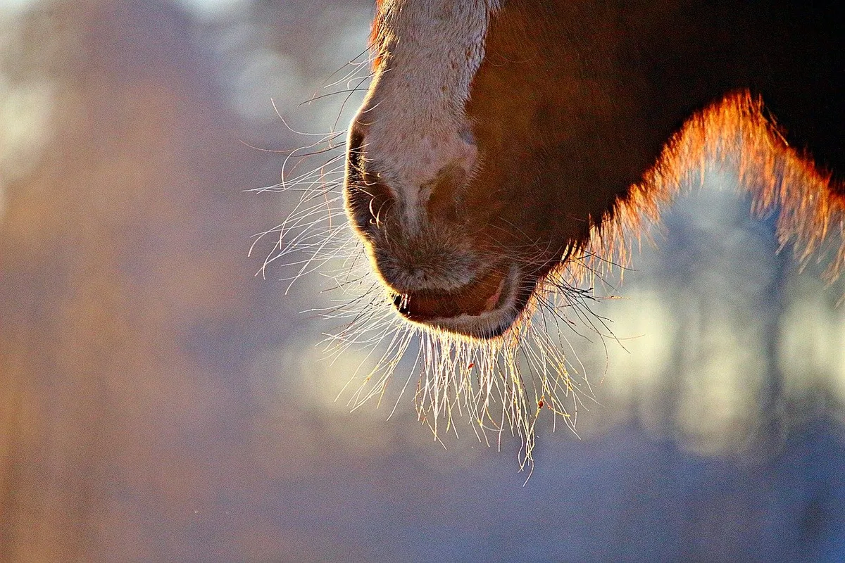 cda402796cd301815de605fd250c8e8e6d0289c8 Die Stadtpolizei Winterthur sucht nun Zeugen sowie die Frau, die in der Nähe der Pony-Weide ihren Hund gesucht hat. (Symbolbild rihaij/PIxabay)