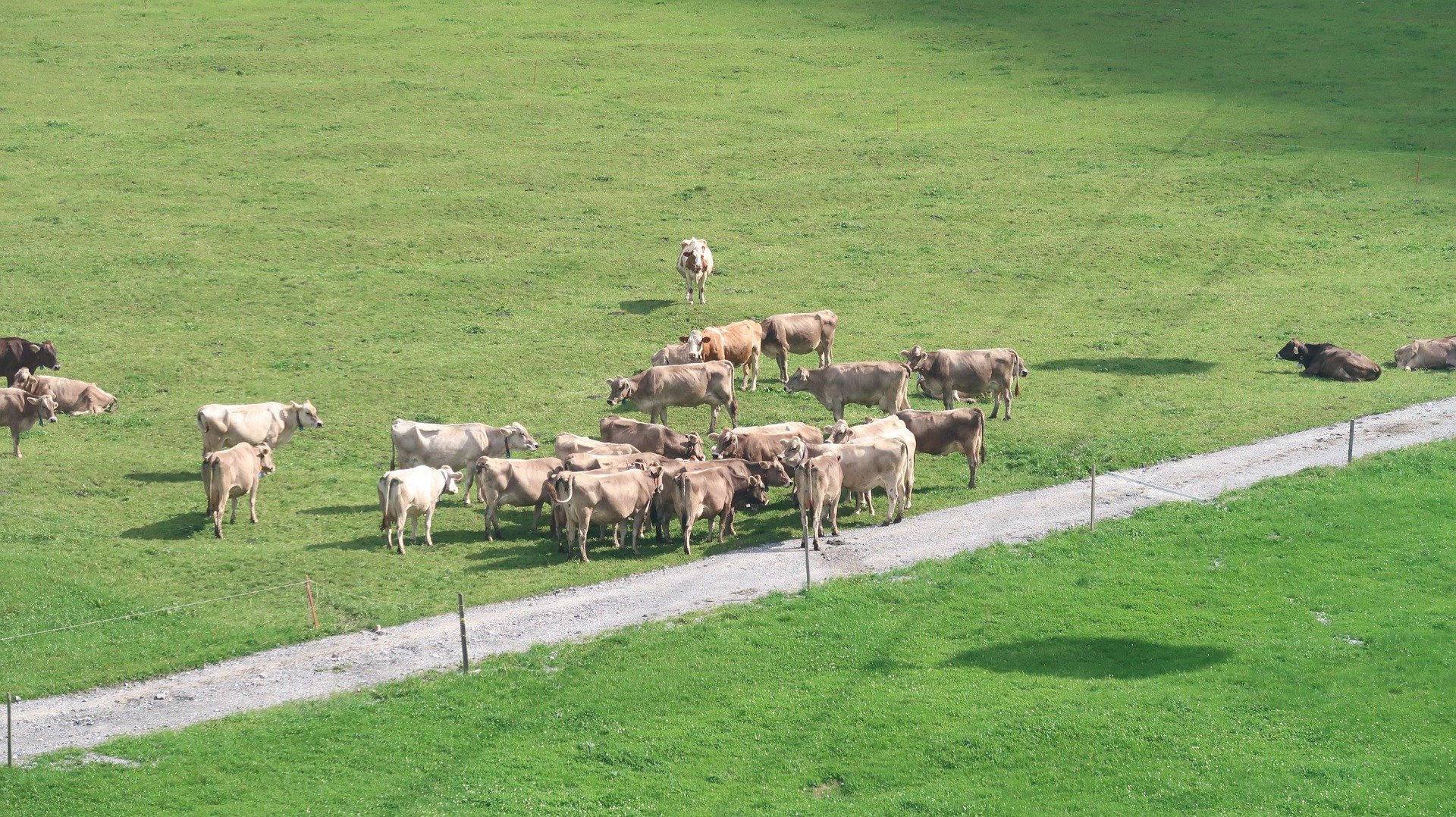 1 Prozent mehr Teilnahme bei RAUS und BTS – Aufholbedarf bei Käsereimilch