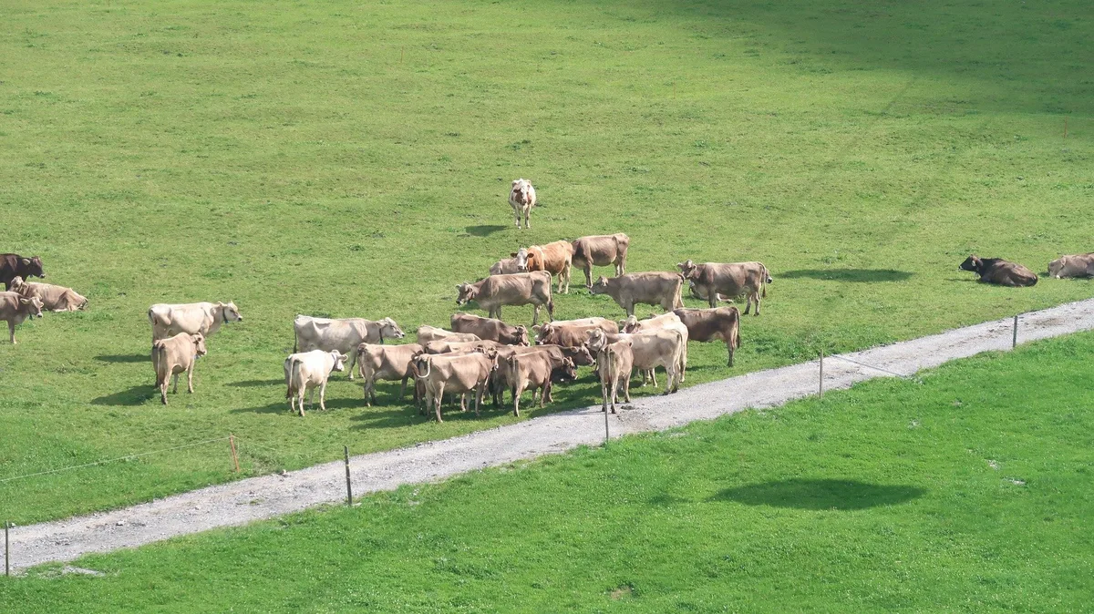 1 Prozent mehr Teilnahme bei RAUS und BTS – Aufholbedarf bei Käsereimilch