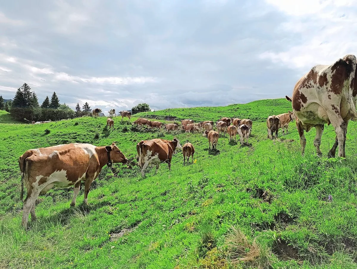 877f5ca77ed99be427e20f0d72a141e456fd78a0c6388addb62724c78b9fb9ad Stier Florian (ganz hinten auf dem Bild) wartete geduldig auf seine Herde. Sogar die Sonne liess sich an diesem Morgen kurz blicken.