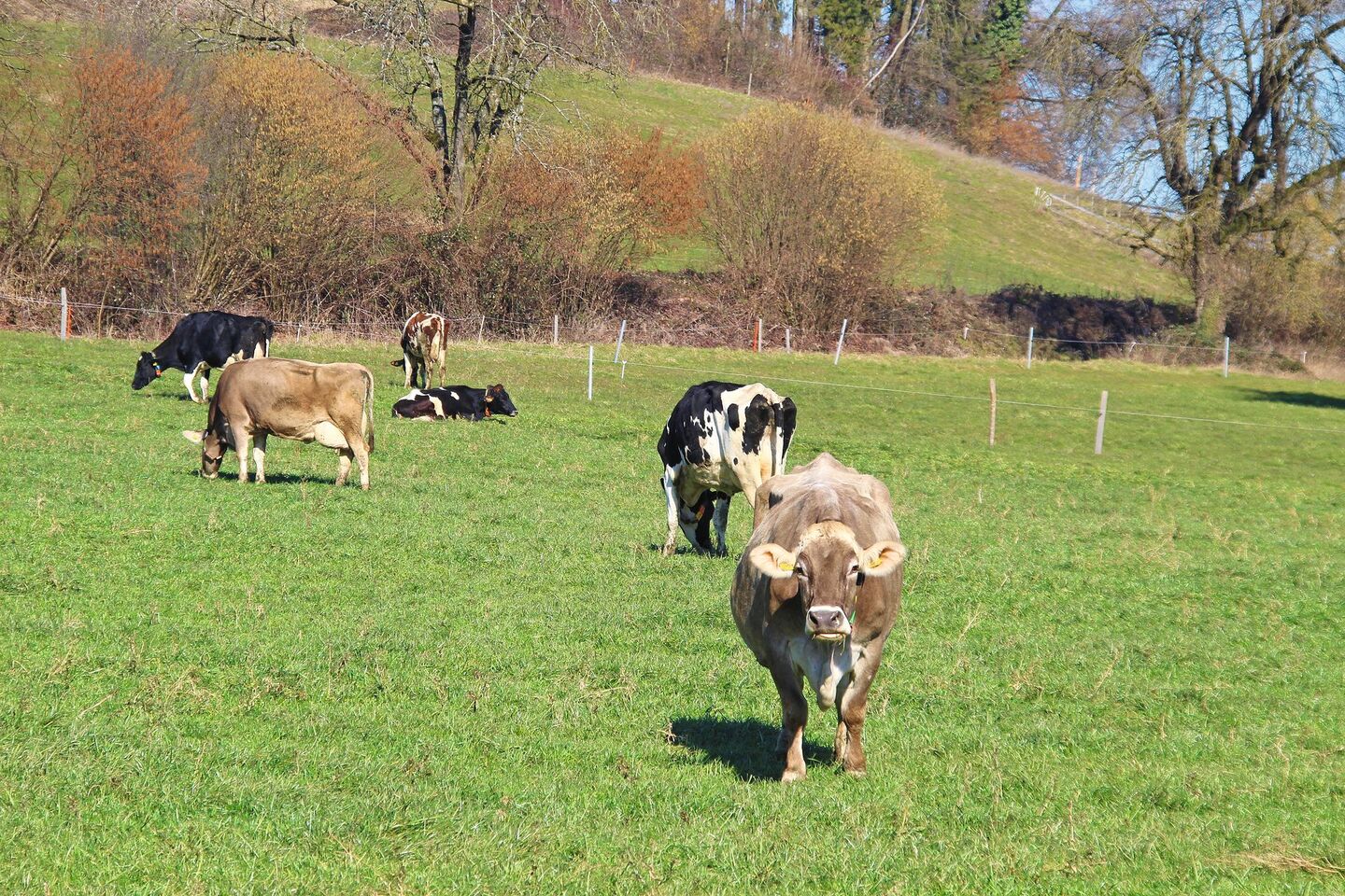 Eine zeitige Frühlingsweide bewegt die erwünschten Weidegräser dazu, die Bestockung zu intensivieren.
