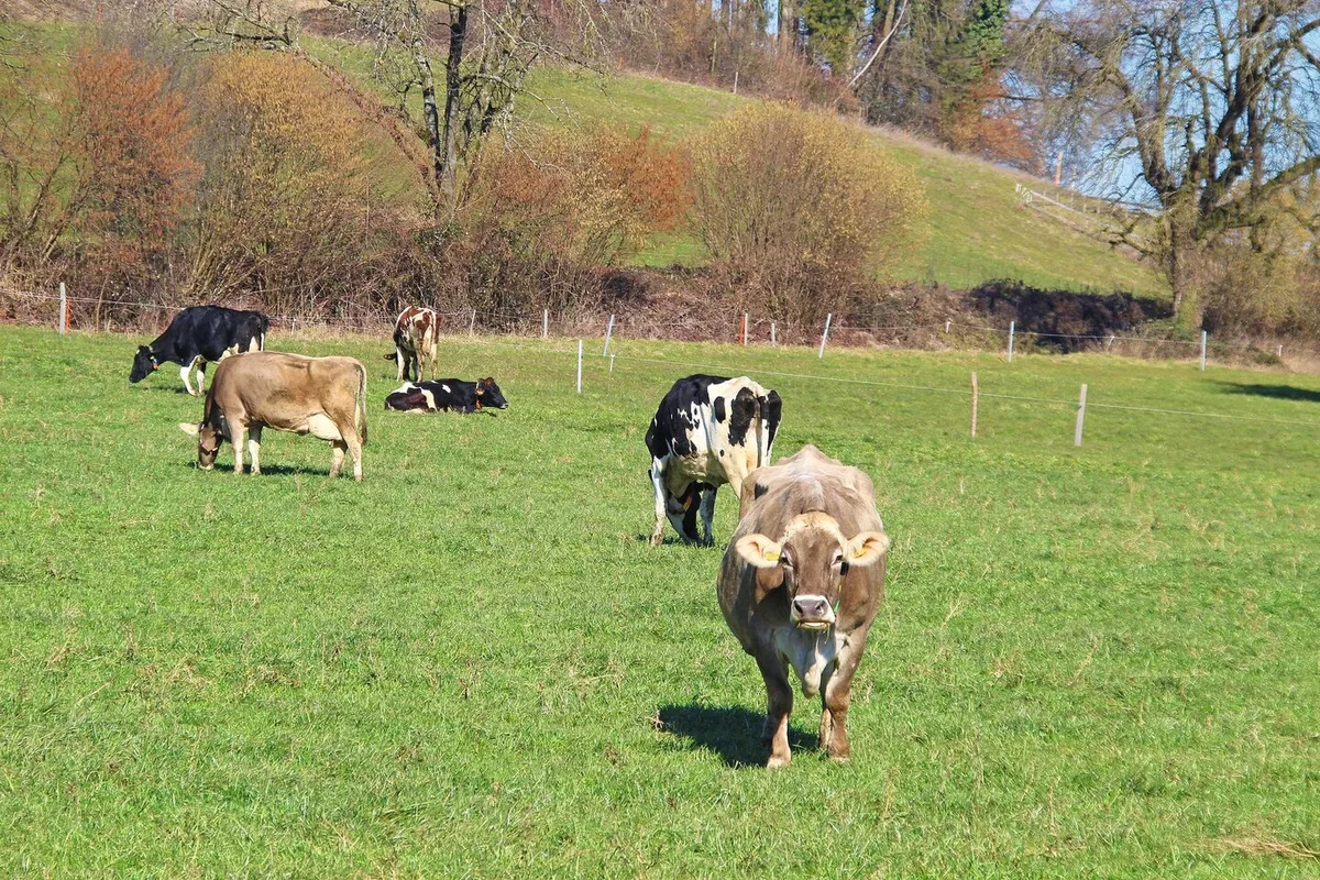 0e9983f439f134d47c50a604341dea1034aee316c821334ac4680022c21ed200 Eine zeitige Frühlingsweide bewegt die erwünschten Weidegräser dazu, die Bestockung zu intensivieren.