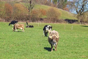 Eine zeitige Frühlingsweide bewegt die erwünschten Weidegräser dazu, die Bestockung zu intensivieren.