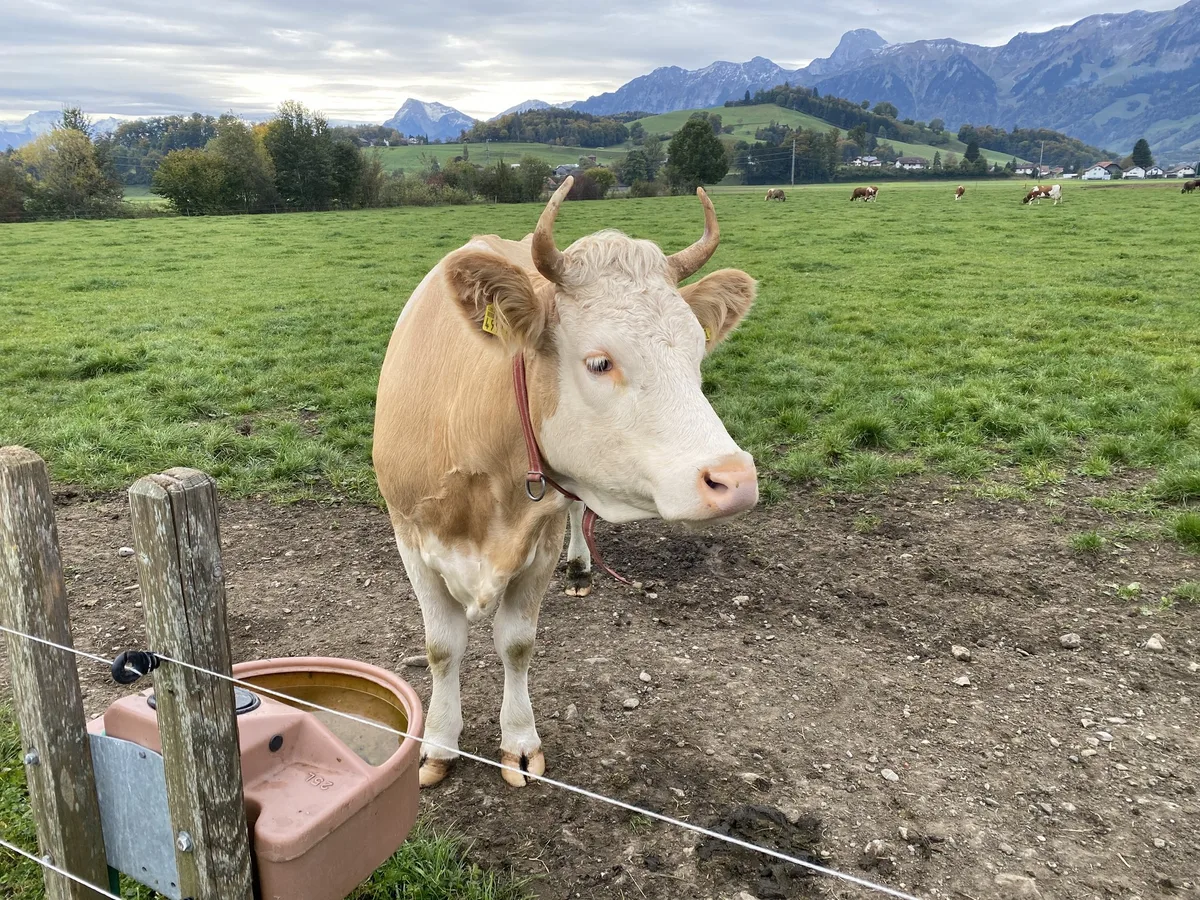 hornkuh Mit Hornkühen auf der Weide