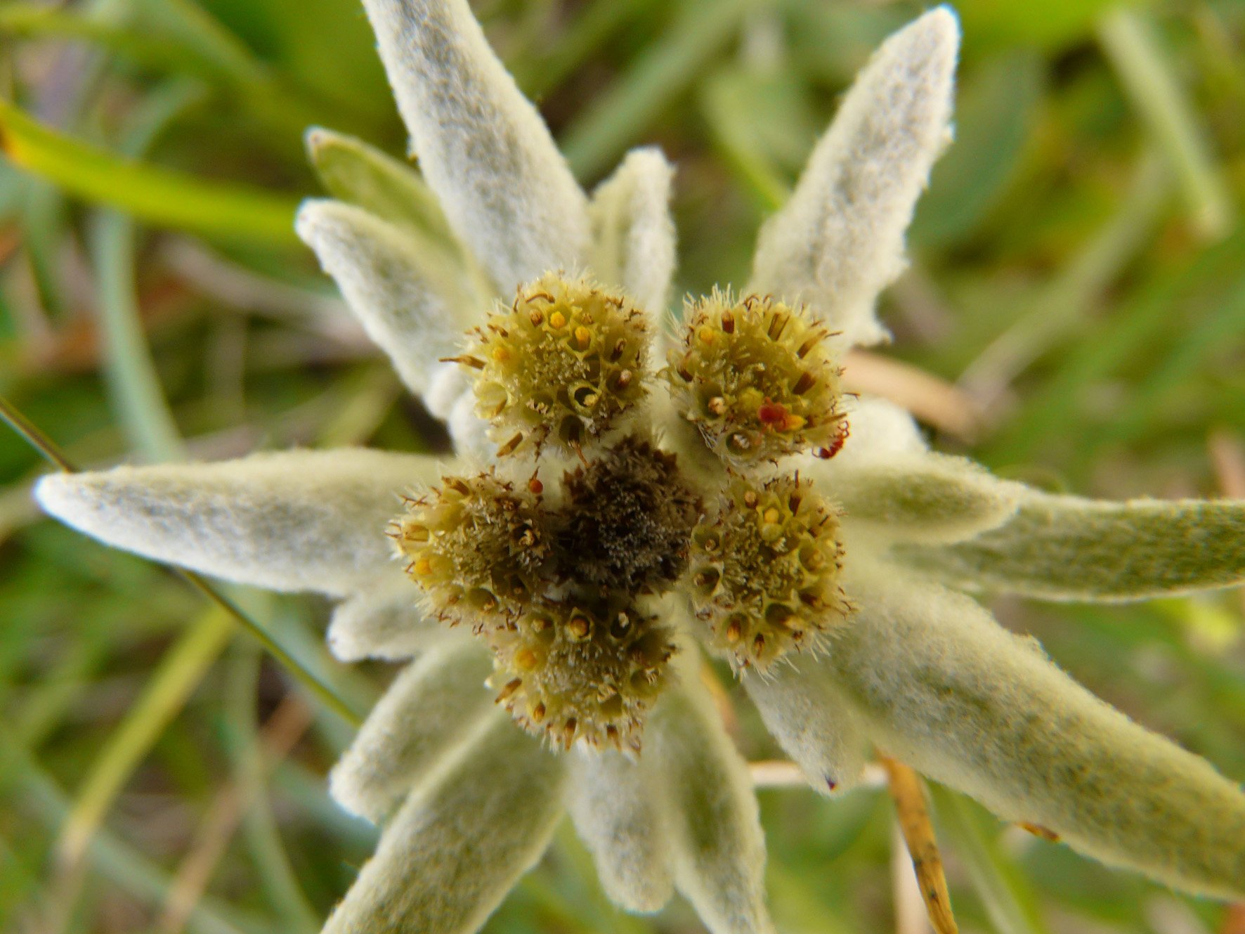 Edelweiss lebt auch von seinem Mythos. (Bild pd)