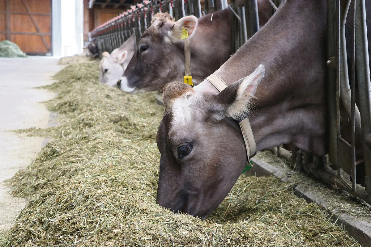 b863dcde4f65b591d42554a99bb3217db860f05e Milchkühe erhalten im neuen Rohprotein-Programm für die selbe Gehaltsstufe höhere Beiträge als anderes Rindvieh. (Bild Ruth Aerni)