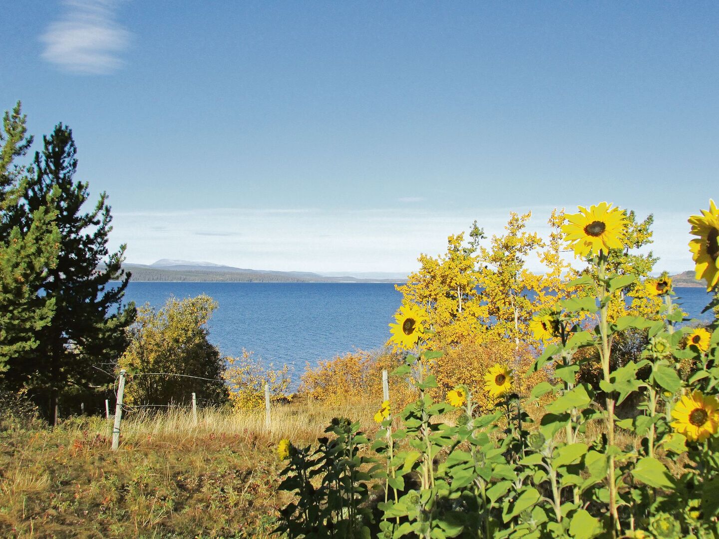 Es «herbstelet» am Ootsa Lake. Die dritte Jahreszeit bringt für die Ruckstuhls neue Herausforderungen. Neben dem Mehraufwand des grossen Umzugs gibt es jedoch auch steuerliche Vorteile in der neuen Heimat.