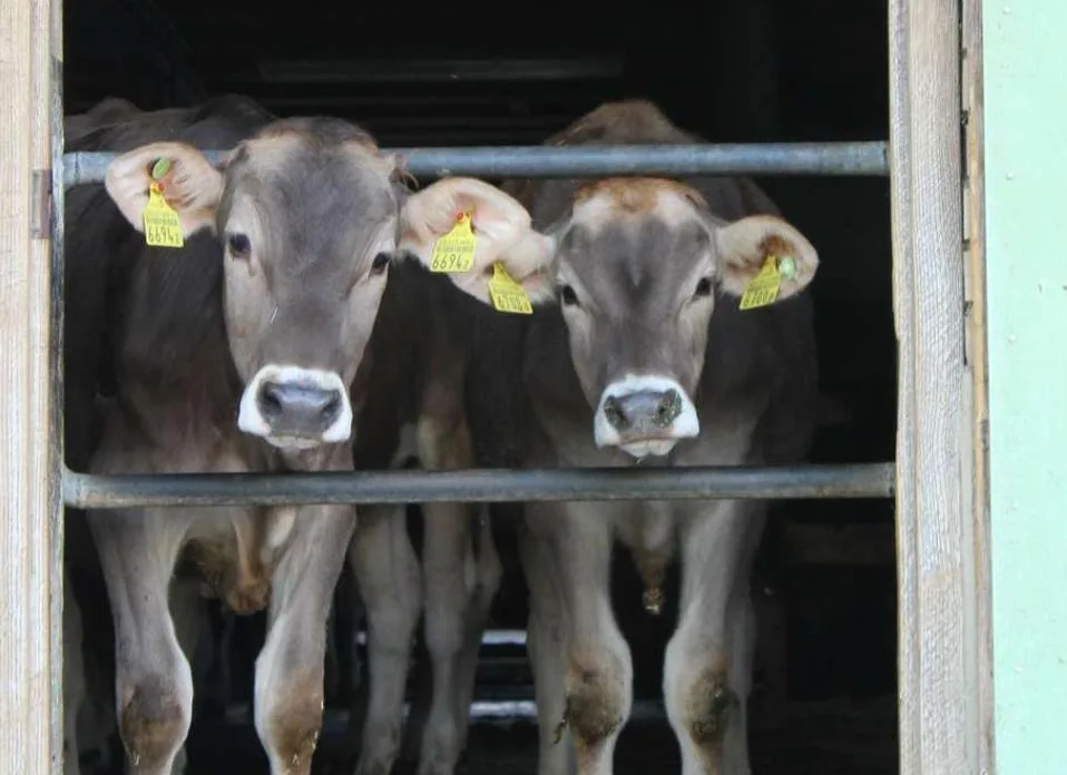 f3c995bc478d2c4885684a78c182c00338bef11a Coop will ab 2020 kein Kalbfleisch mehr unter dem Label "Naturafarm" verkaufen. (Bild BauZ)