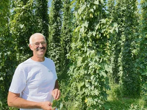 Landwirt, Hopfenproduzent und Präsident der Genossenschaft für Schweizer Hopfen Stefan Ulrich im August vor einer seiner Hopfenparzellen in Unterstammheim ZH. Die Stauden wachsen innert vier Monaten auf rund sieben Meter Höhe an.