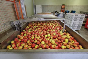 Mit der Ernte 2019 und den Reserven von 2018 ist der Bedarf für die Most-Produktion bis zur nächsten Ernte im Herbst 2020 gedeckt. Bild: Jürg Vollmer