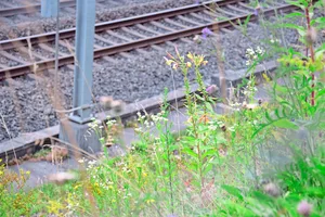 Böschungen gehören zur Bahninfrastruktur. Ihr Unterhalt hat aber auch eine ökologische Bedeutung: einerseits als wertvollen Lebensraum und für die Vernetzung, andererseits gegen die Verbreitung invasiver Neophyten.