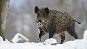 Zäune sollen die infizierten Tiere zurückhalten. (Bild Rolfes/DJV)