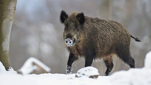 d23e7186e0c5ae7d3759d45b6080e57083c26e64 Zäune sollen die infizierten Tiere zurückhalten. (Bild Rolfes/DJV)
