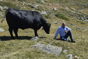 Gian Peter Niggli brachte die Angus-Rasse ins Engadin.