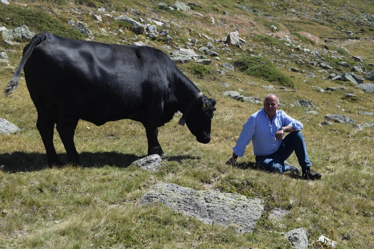 Angus-Kühe sind Gian Peter Nigglis Leidenschaft