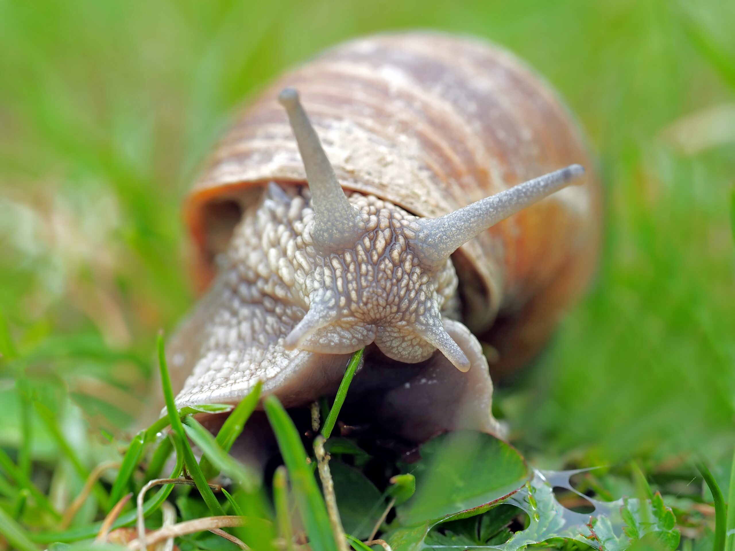 Der nasse Sommer fördert die Ausbreitung von Schnecken. Damit diese im Herbst und nächsten Frühjahr nicht zum Problem werden, sollten jetzt Massnahmen ergriffen werden. (Symbolbild Pixabay)