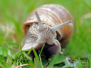 Der nasse Sommer fördert die Ausbreitung von Schnecken. Damit diese im Herbst und nächsten Frühjahr nicht zum Problem werden, sollten jetzt Massnahmen ergriffen werden. (Symbolbild Pixabay)