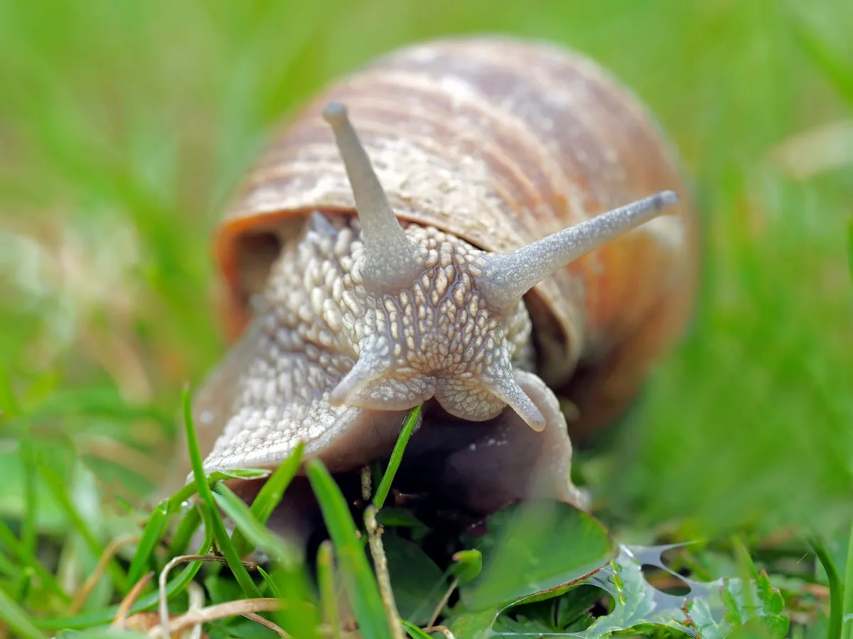 de06102c072616ccb8a1826d409691af947578bc Der nasse Sommer fördert die Ausbreitung von Schnecken. Damit diese im Herbst und nächsten Frühjahr nicht zum Problem werden, sollten jetzt Massnahmen ergriffen werden. (Symbolbild Pixabay)