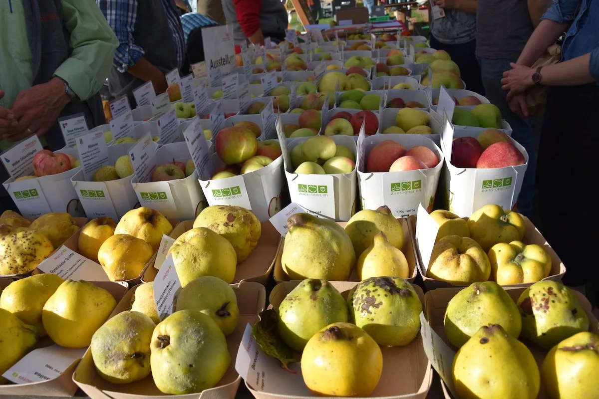 01c4ae44cd7305522e05d2eab6def53b2d35b7c1 Am 13. Obstsortenmarkt wurden den Besuchern alte Sorten nähergebracht. (Bild noe)