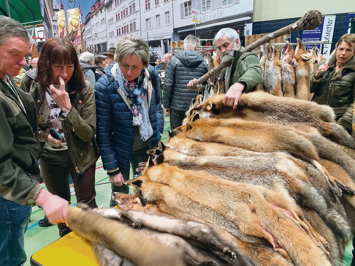 dbd01ceed19d2e955b0cc4538bb290470972d05619848e88186e21f9bde8991c Das Bild täuscht: Am Fälimärt hat es immer weniger Felle.