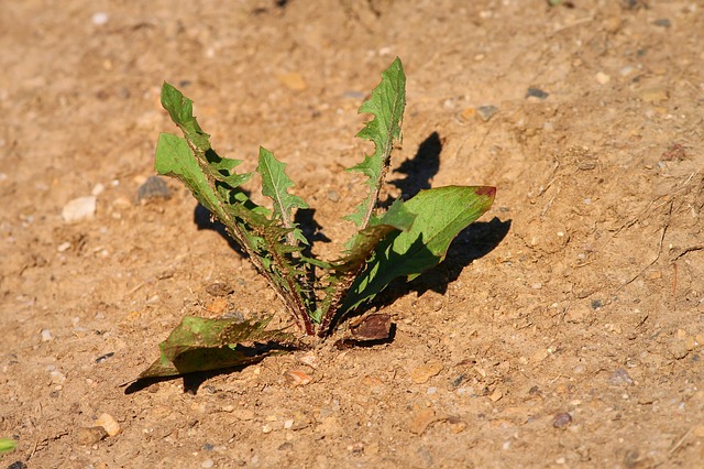 Laut Klimaforschern werden Hitzewellen in Zukunft häufiger, nicht nur wegen dem menschgemachten Klimawandel. (Bild Pixabay)