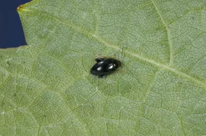 Regulierungsstrategien im Biolandbau helfen bei einem schwachen Befall mit Rapserdflöhen. (Bild Giorgio Skory, Agroscope)