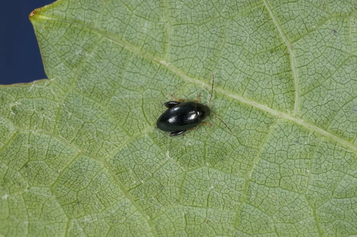 Regulierungsstrategien im Biolandbau helfen bei einem schwachen Befall mit Rapserdflöhen. (Bild Giorgio Skory, Agroscope)