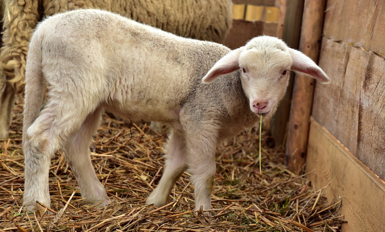 Es gilt nicht als Vergewaltigung, sondern als Tierquälerei – der Mann ist auf freiem Fuss