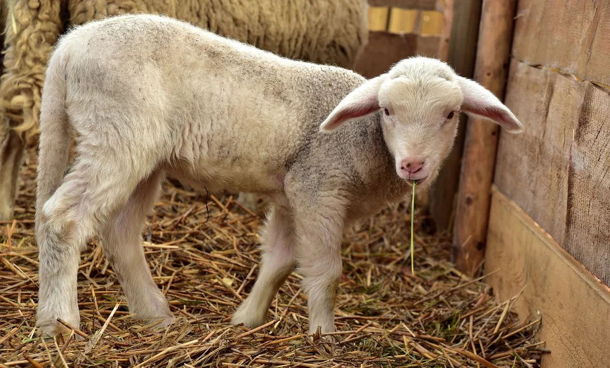 Es gilt nicht als Vergewaltigung, sondern als Tierquälerei – der Mann ist auf freiem Fuss