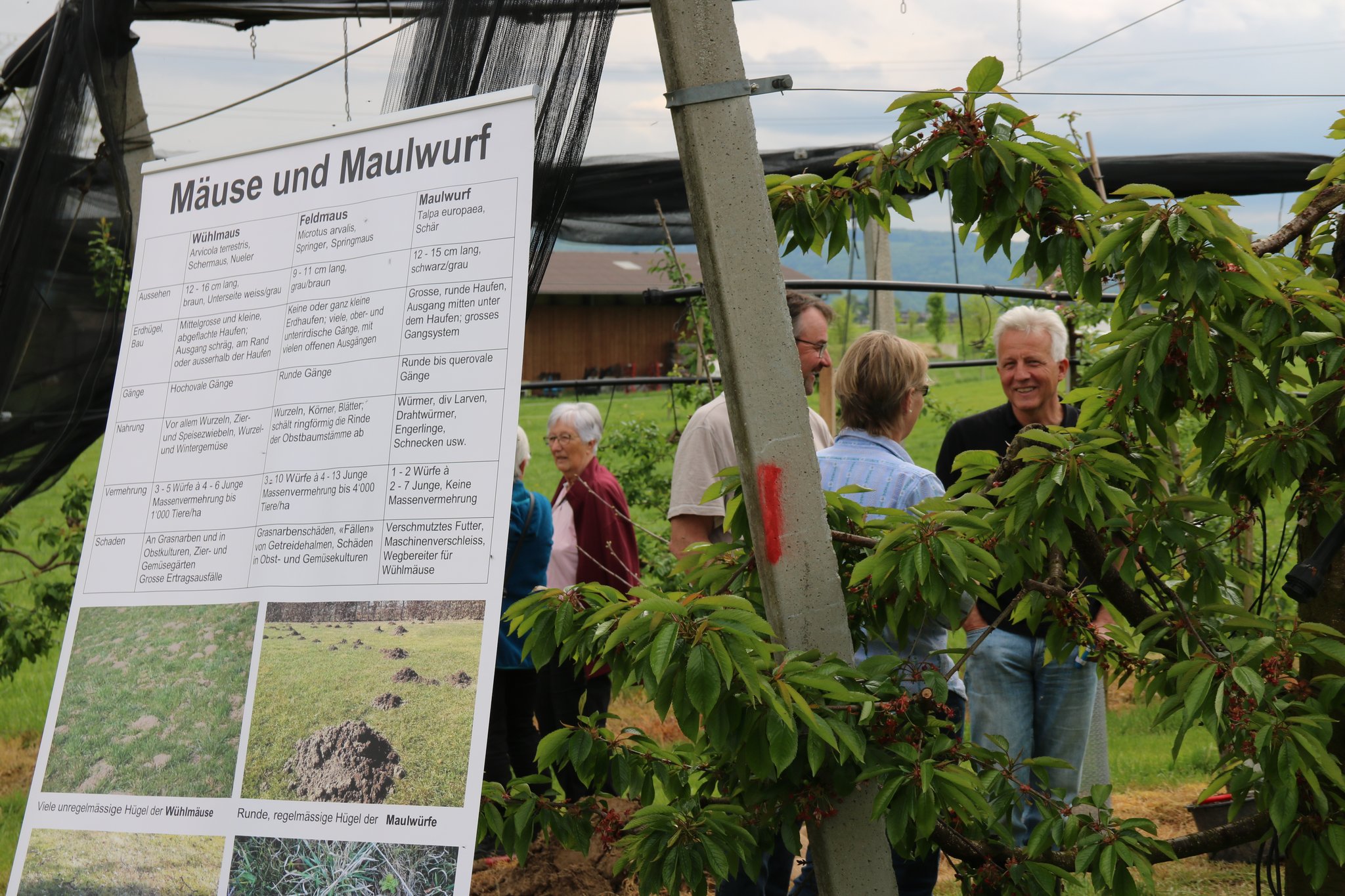 Schorniggeltag im Schwarzbubenland: Das Interesse am Obstgarten ist gross