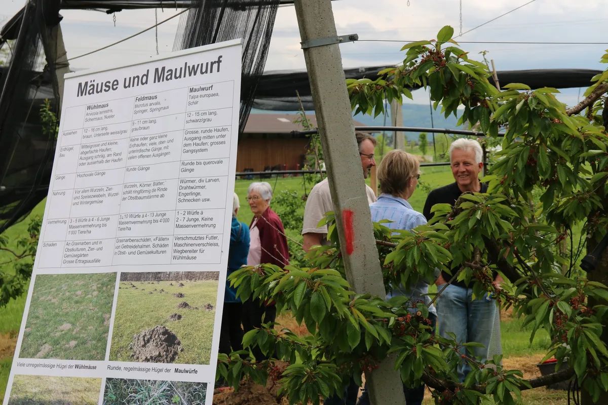 NS-D-20-Schorniggeli-2sp-aw Schorniggeltag im Schwarzbubenland: Das Interesse am Obstgarten ist gross