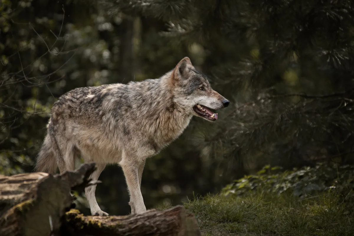 wolf_roesti Grauwolf / Europäischer Wolf in schöner Natur Canis lupus HQ
