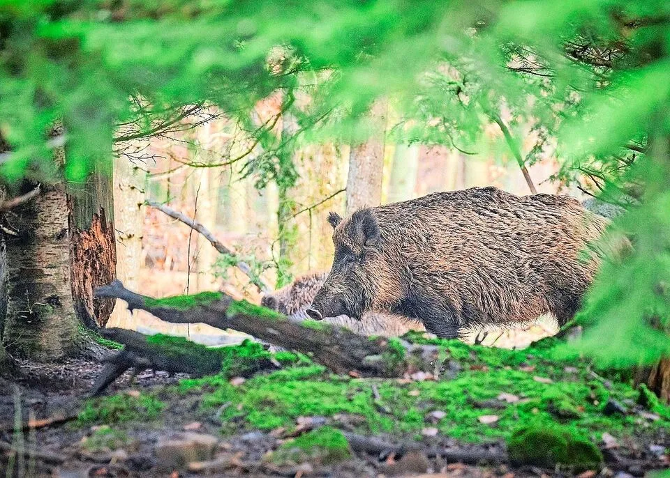 ec53670d9d7d046ff0cd094edfa03fafd36280d1bac7973257eb7fc319096ee2 Mit der ASP erkrankte Wildschweine kommen der Schweiz ständig näher. Die Behörden rechnen damit, dass ein Ausbruch hierzulande immer wahrscheinlicher wird.