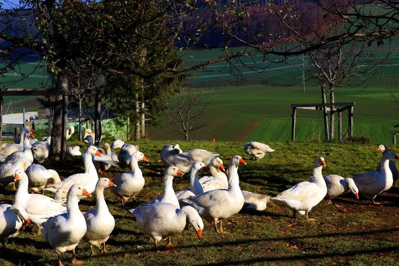 12dcc270d1d736d137518857e0c55ac65e6bc232 Weidegänse - wie hier auf dem Bio-Hof Egg - sind in der Schweiz im Kommen. (Bild lid)