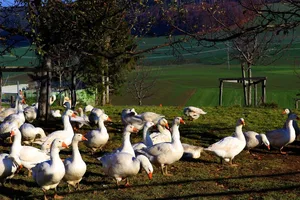 Weidegänse - wie hier auf dem Bio-Hof Egg - sind in der Schweiz im Kommen. (Bild lid)