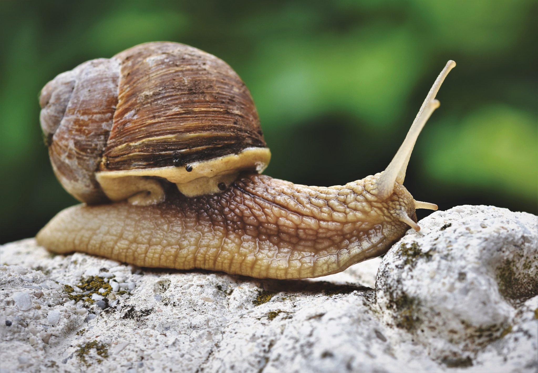 Sind Schnecken bald landwirtschaftliche Nutztiere?