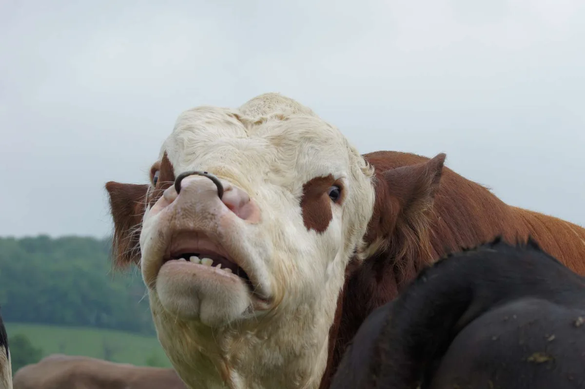 BZ-MRKT1-49-Artikel Swissgenetics schaut auf ein bewegtes, aber gutes Jahr zurück