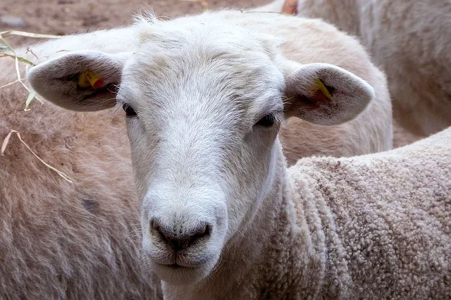 467e7614dd8d4040398d7fe1f600f760c6b8fa80 An 30 verschiedenen Marktplätzen in der Schweiz werden monatlich bei der Auffuhr alle Schafe gewogen und auf Fleischigkeit und Fettauflage eingeschätzt. (Symbolbild Pixabay)