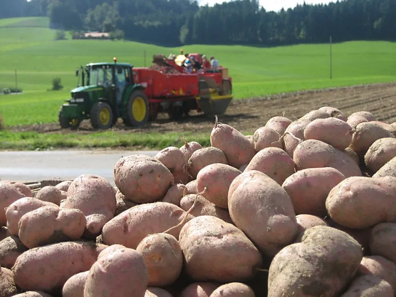 28696a880688840e17245eceb8372d069bf1c856 Bei den Veredelungskartoffeln hat sich die Situation in den letzten Wochen «dramatisch verschärft». (Bild lid)
